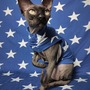 Seeing Stars  - Sleepwear-1