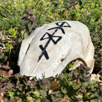 Partial Skull with Odin Bindrune  - Thumbnail 2