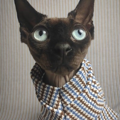 Blue / brown catstooth - Thumbnail 1