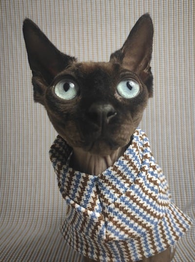 Blue / Brown Catstooth