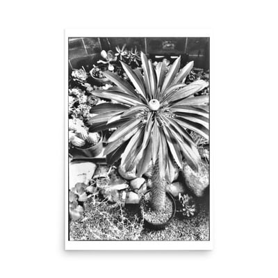 Arboretum poster 24” x 36”