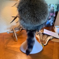 childrens coon skin cap  - Thumbnail 1