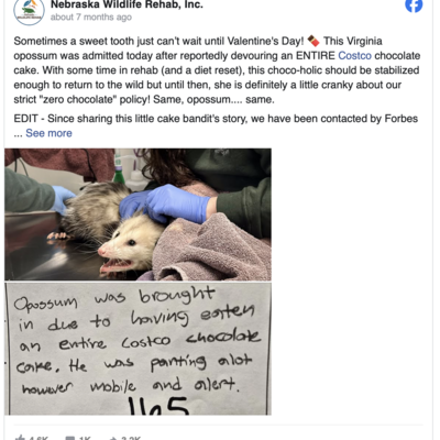 Costco chocolate cake opossum postcard