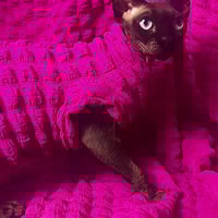 Loveless Pink - Catbumps - Thumbnail 2
