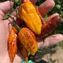 Hallows Eve Halloween Hot Pepper Premium Seed Packet-3