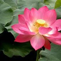 lotus life